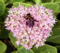 A bumblebee feeds on a heart-shape bunch of sedum telephium (autumn joy).