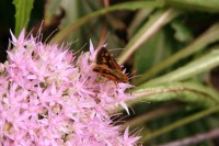 A skipperling feeds on sedum telephium (autumn joy).